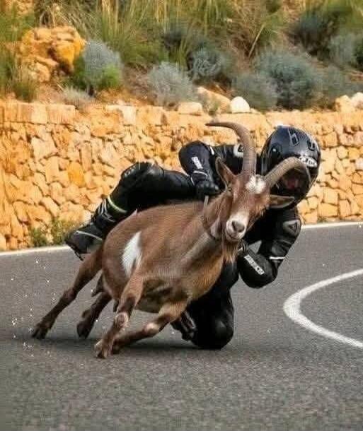 Motorcyclist in protective gear leaning into a goat on a curved road.