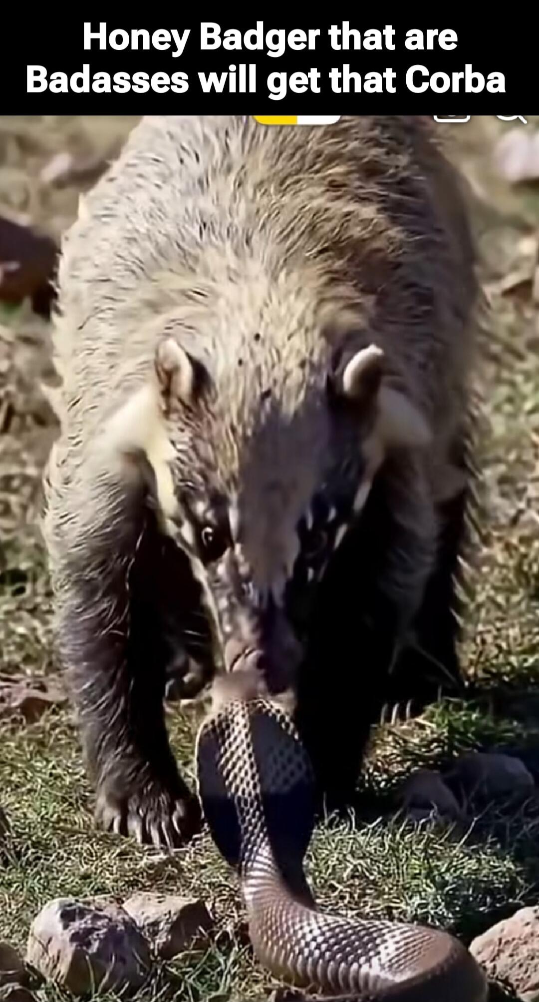 Honey Badger that are Badasses will get that Corba