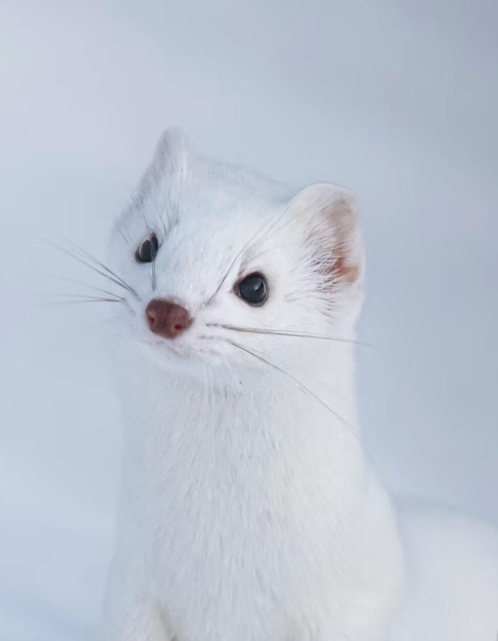 A white cat with pink nose looking upward.