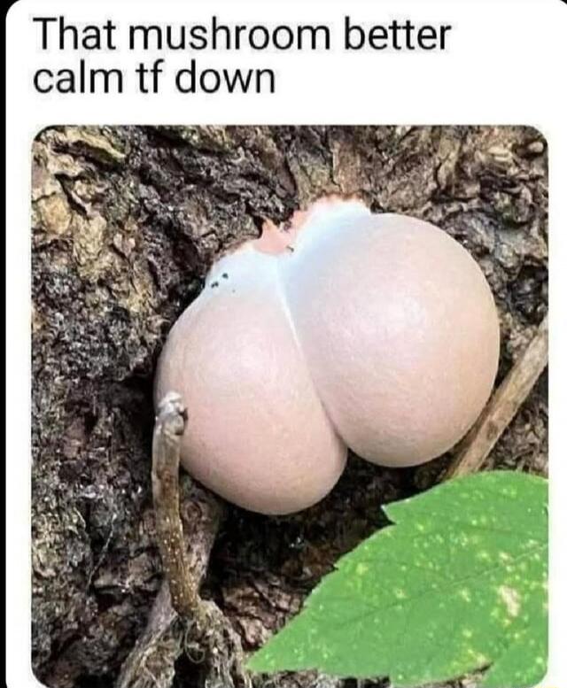 That mushroom better calm tf down
