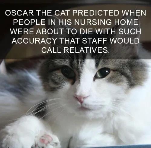 OSCAR THE CAT PREDICTED WHEN PEOPLE IN HIS NURSING HOME WERE ABOUT TO DIE WITH SUCH ACCURACY THAT STAFF WOULD CALL RELATIVES