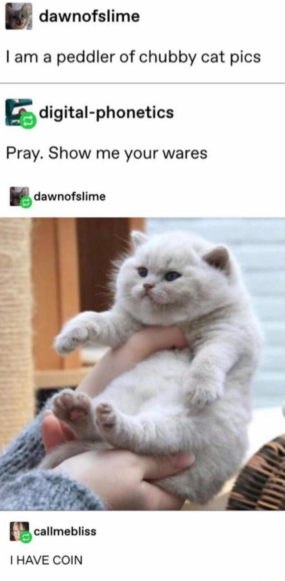 dawnofslime am a peddler of chubby cat pics sdigital phonetics Pray Show me your wares dawnofslima catimebiss HAVE COIN