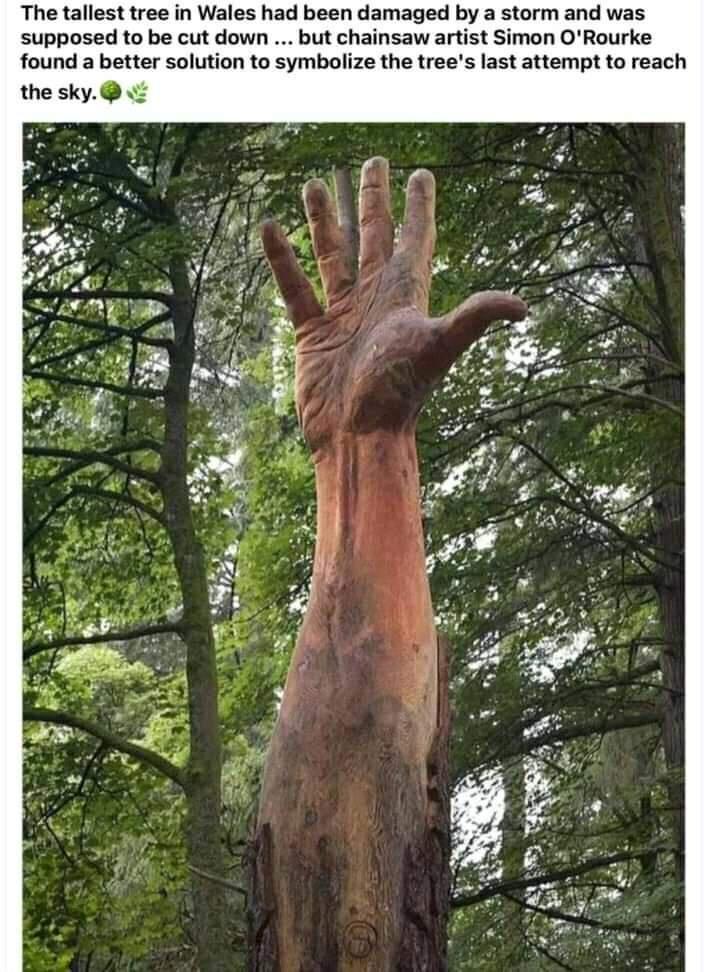 The tallest tree in Wales had been damaged by a storm and was supposed to be cut down but chainsaw artist Simon ORourke found a better solution to symbolize the trees last attempt to reach the sky