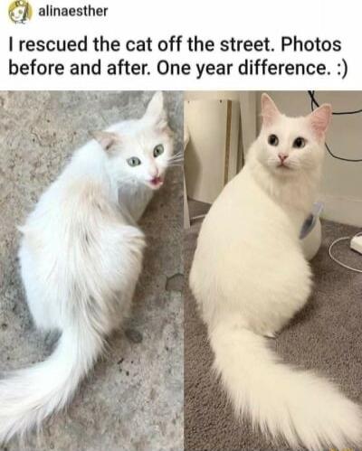 J alinaesther I rescued the cat off the street Photos before and after One year difference