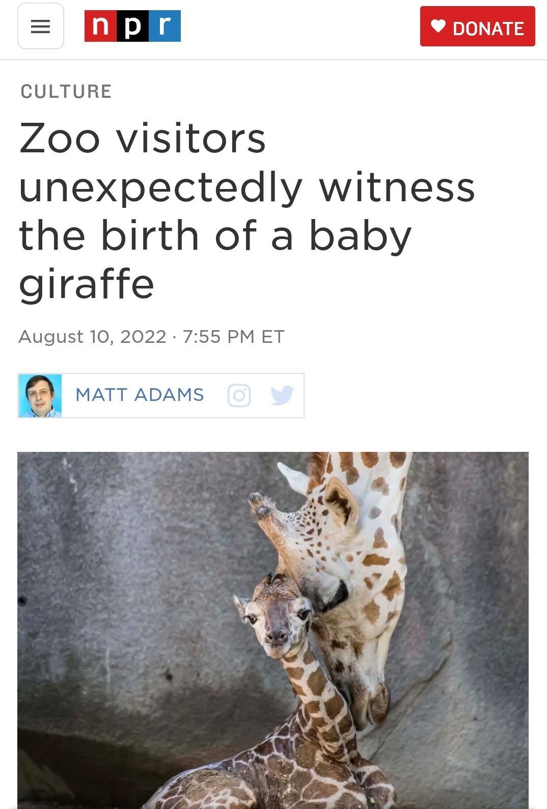 CULTURE Zoo visitors unexpectedly witness the birth of a baby giraffe August 10 2022 755 PM ET E MATT ADAMS