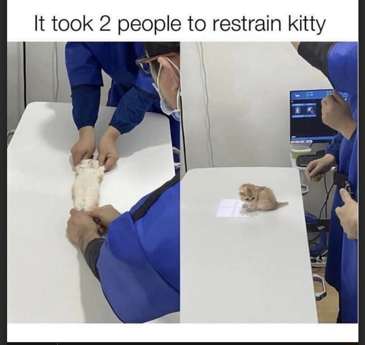 It took 2 people to restrain kitty