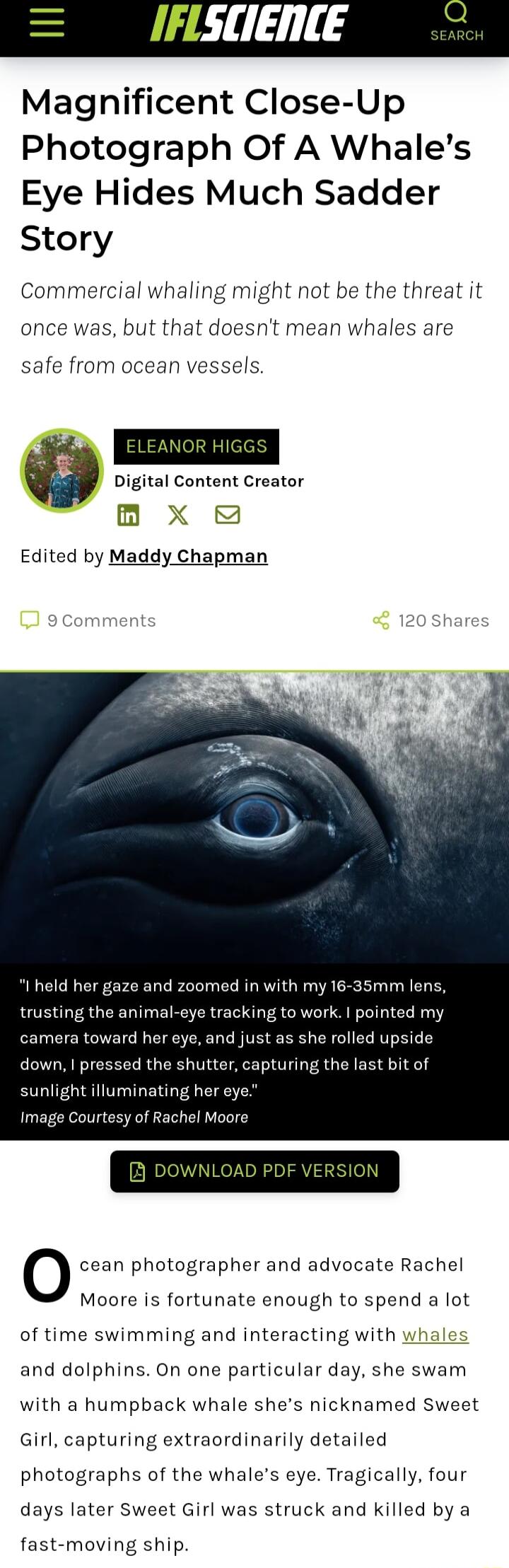 IFLSLIENCE Magnificent Close Up Photograph Of A Whales Eye Hides Much Sadder Story Commercial whaling might not be the threat it once was but that doesnt mean whales are safe from ocean vessels ELEANOR HIGGS Digital Content Creator m X Edited by Maddy Chapman her gaze and zoomed in with my 16 35mm le trusting the animal ng to work pointed my sunlight illuminating her eye of Rachel Moore O cean pho