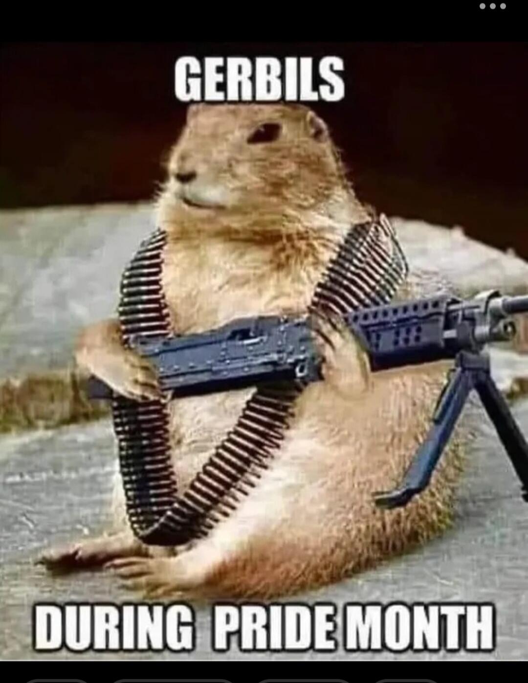 GERBILS DURING PRIDE MONTH