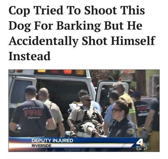 Cop Tried To Shoot This Dog For Barking But He Accidentally Shot Himself Instead BEPUTY INJURED