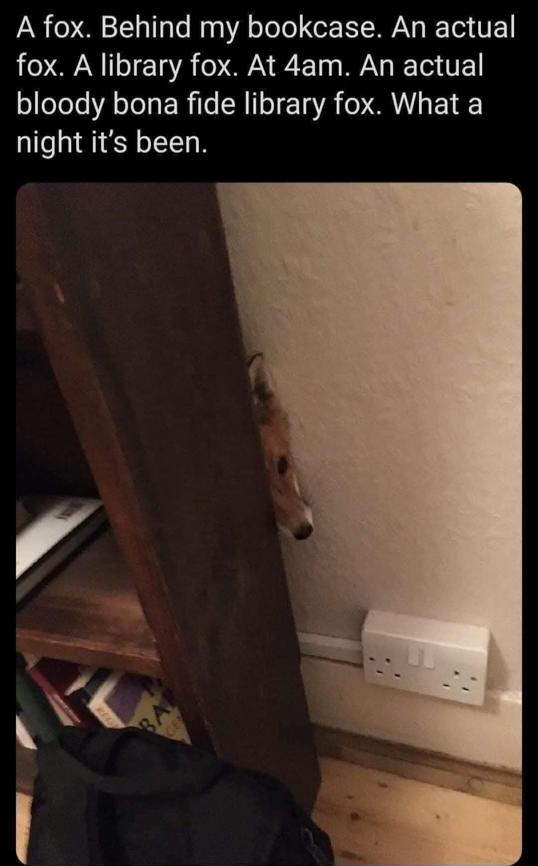 A fox Behind my bookcase An actual LRI ETR 7T WA R T T bloody bona fide library fox What a night its been