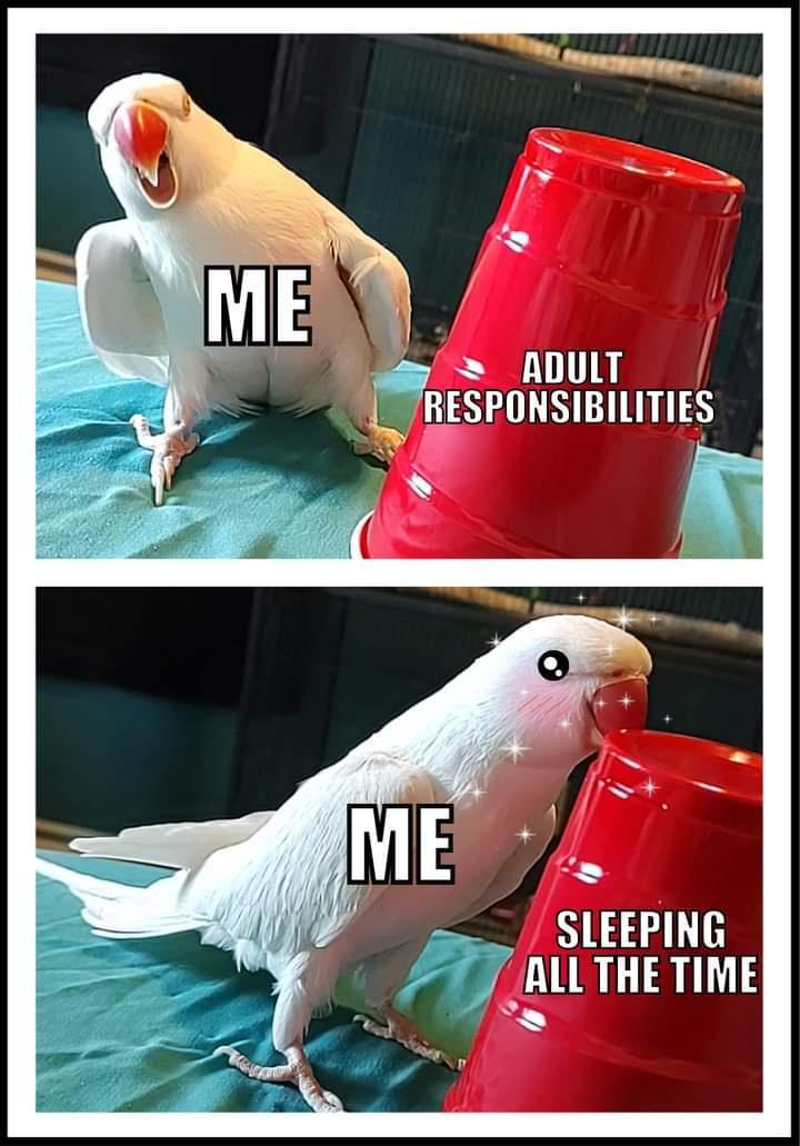 ADULT ESPONSIBILITIES s SLEEPING
