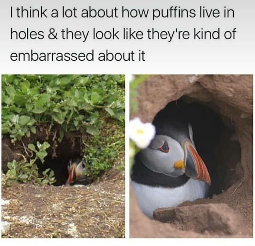 think a lot about how puffins live in holes they look like theyre kind of embarrassed about it