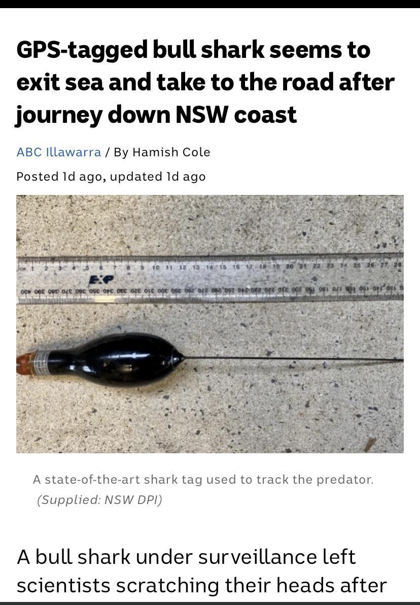 GPS tagged bull shark seems to exit sea and take to the road after journey down NSW coast ABC Illawarra By Hamish Cole Posted 1d ago updated 1d ago 4 b e SR e 5 A state of the art shark tag used to track the predator Supplied NSW DPI A bull shark under surveillance left scientists scratching their heads after