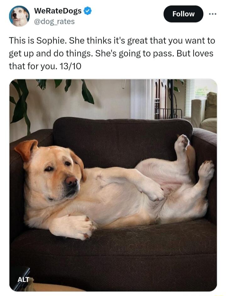 WeRateDogs m adog rate This is Sophie She thinks its great that you want to get up and do things Shes going to pass But loves that for you 1310