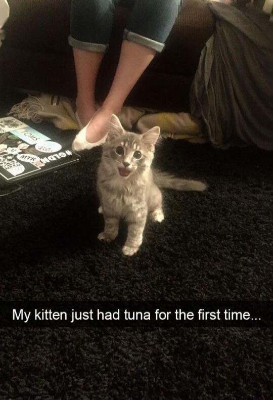 My kitten just had tuna for the first time