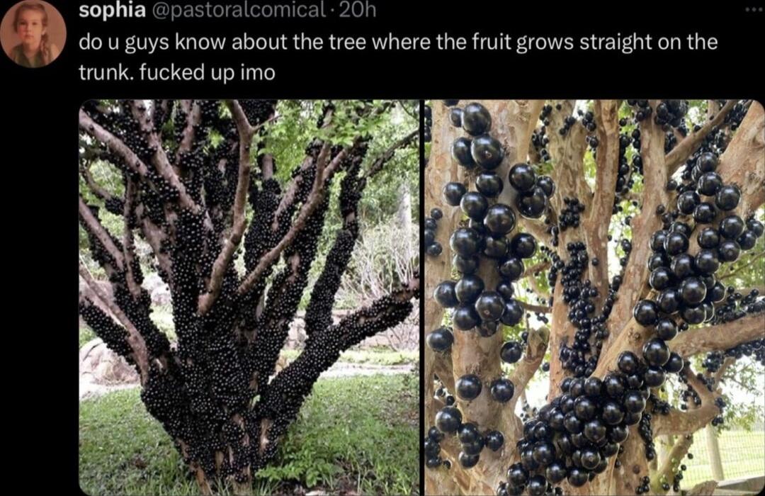 A V Bpastoraicomicat 20n V dou guys know about the tree where the fruit grows straight on the trunk fucked up imo