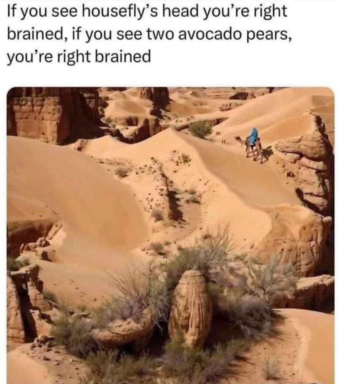 If you see houseflys head youre right brained if you see two avocado pears youre right brained