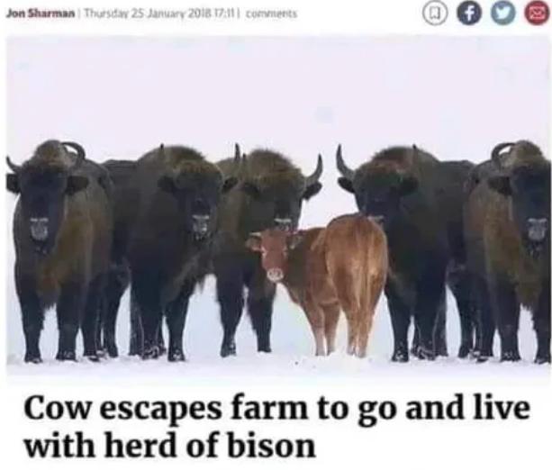 oy 0O0e Cow escapes farm to go and live with herd of bison