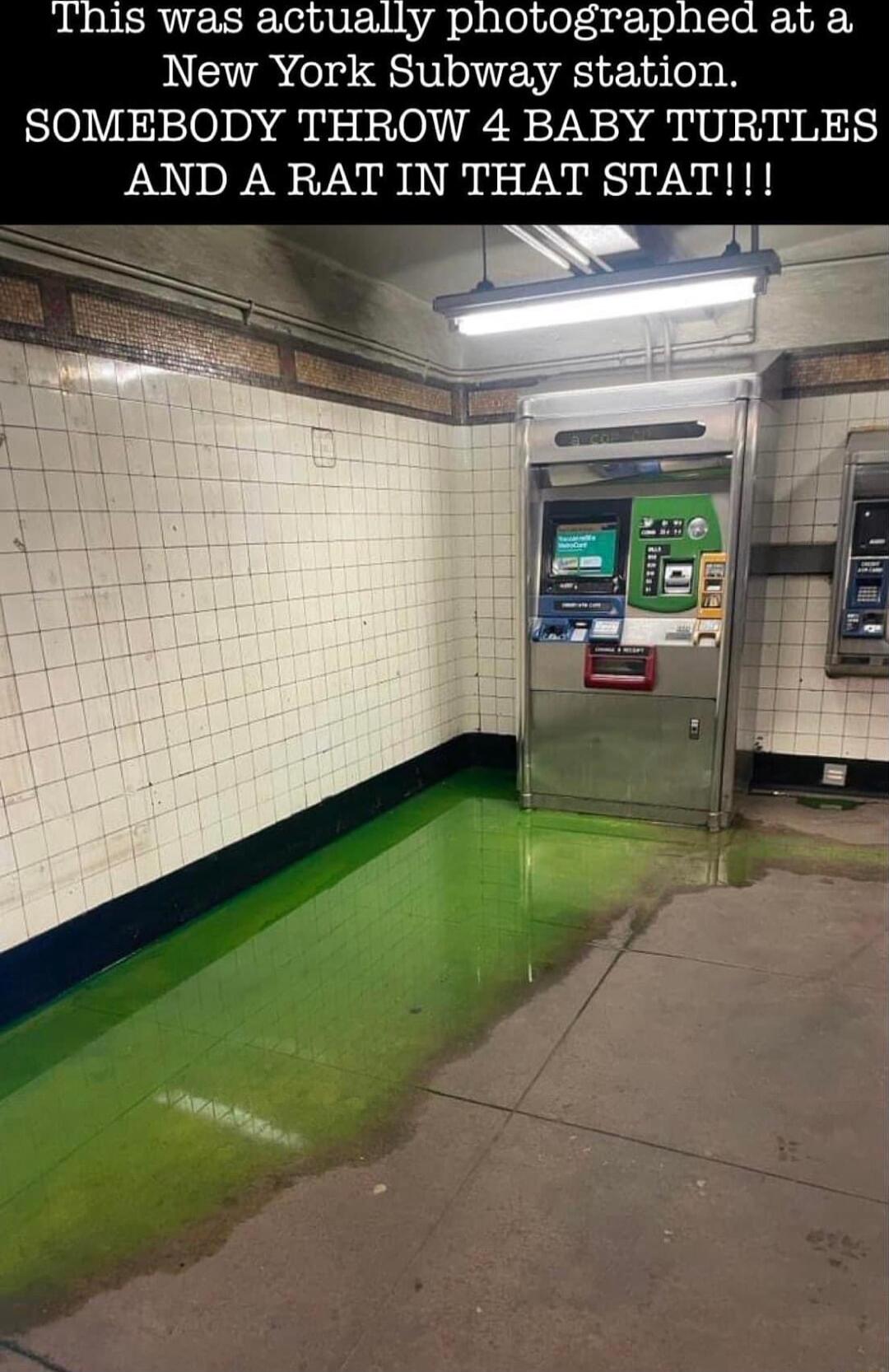 This was actually photographed at a New York Subway station SOMEBODY THROW 4 BABY TURTLES AND A RAT IN THAT STAT