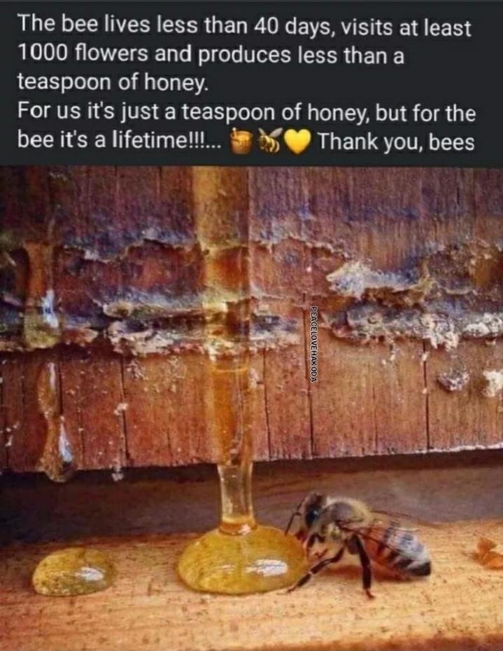 The bee lives less than 40 days visits at least 1000 flowers and produces less than a teaspoon of honey For us its just a teaspoon of honey but for the