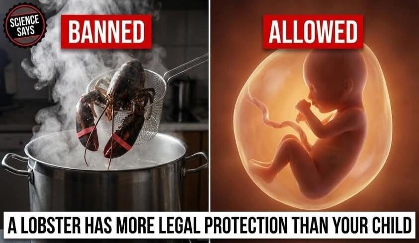 SCIENCE SAYS BANNED ALLOWED A LOBSTER HAS MORE LEGAL PROTECTION THAN YOUR CHILD