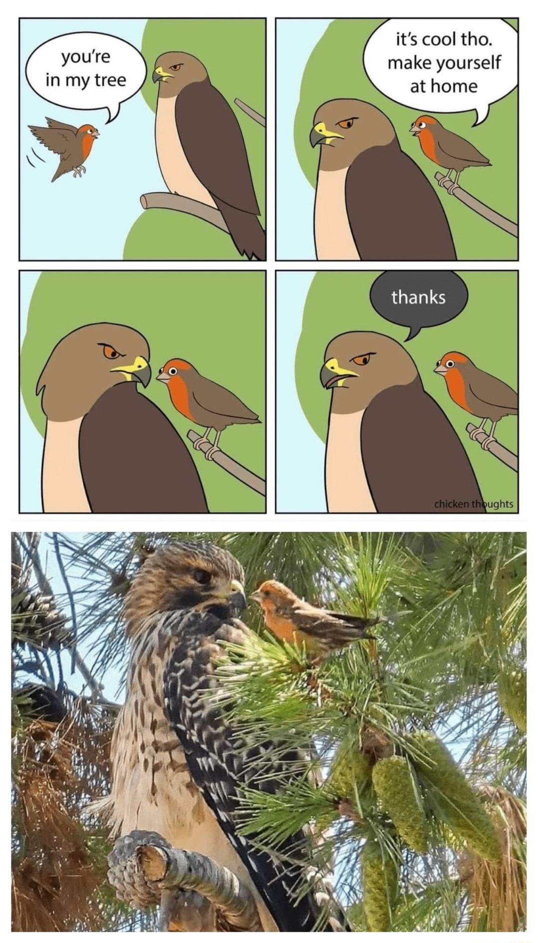 its cool tho _ youre make yourself in my tree athome