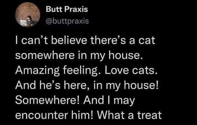Butt Praxis 2 buttpraxis cant believe theres a cat somewhere in my house Amazing feeling Love cats And hes here in my house Somewhere And may encounter him What a treat