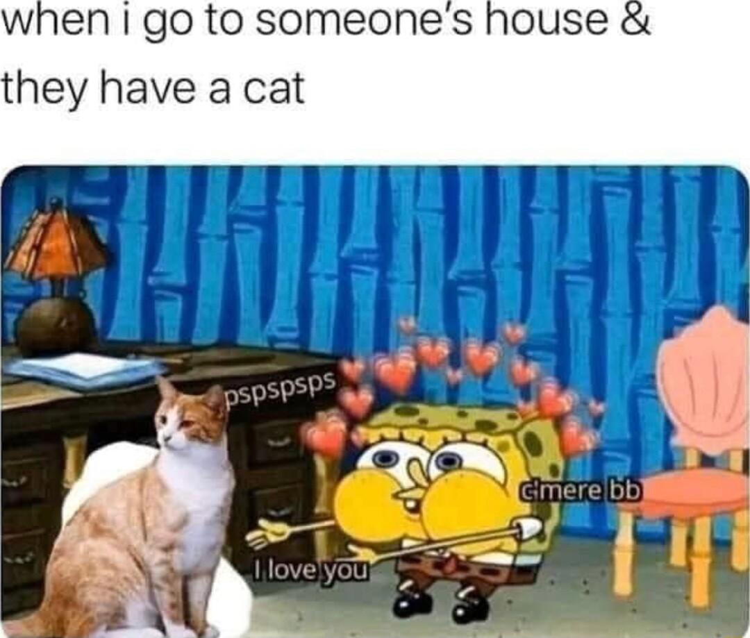 when go to someones house they have a cat