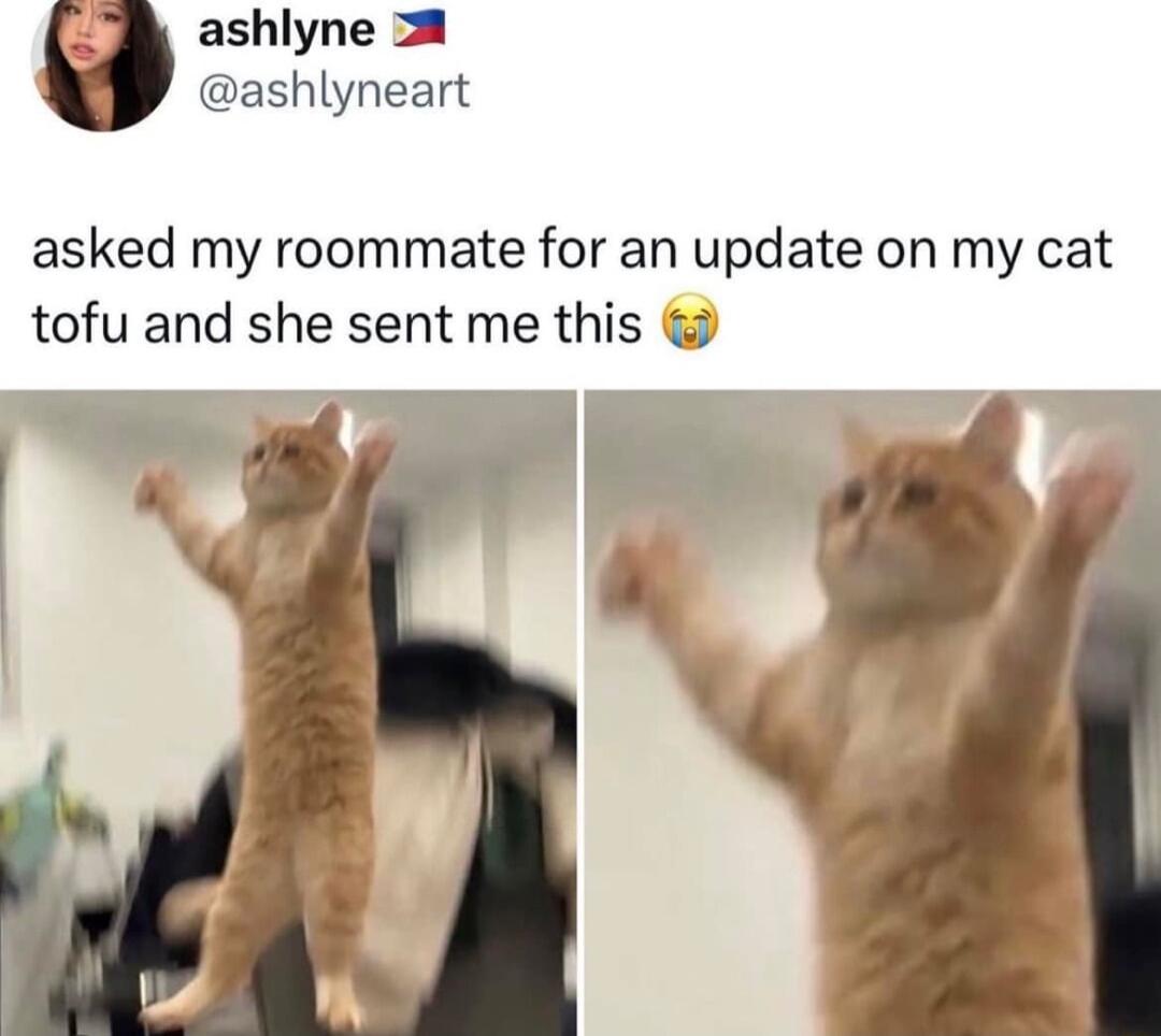 ashlyne ashlyneart asked my roommate for an update on my cat tofu and she sent me this