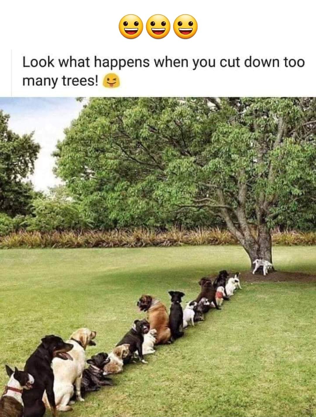 sEe Look what happens when you cut down too many trees