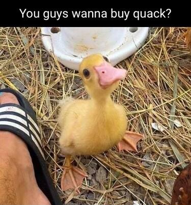 You guys wanna buy quack avs