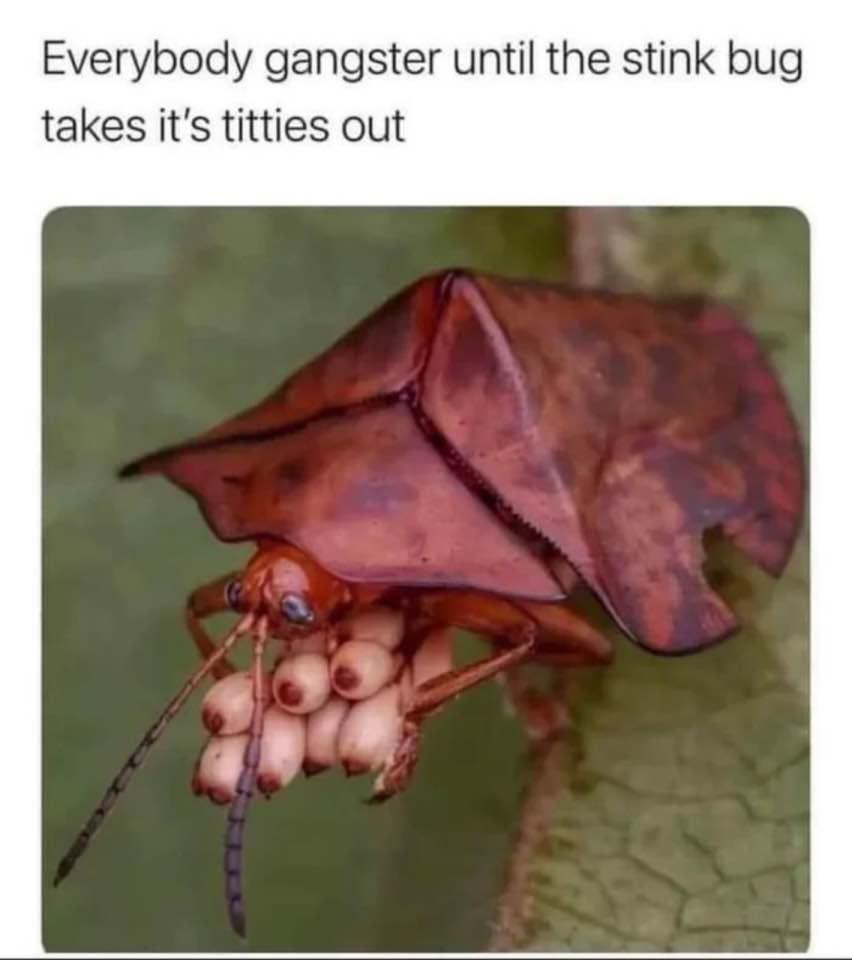 Everybody gangster until the stink bug takes its titties out