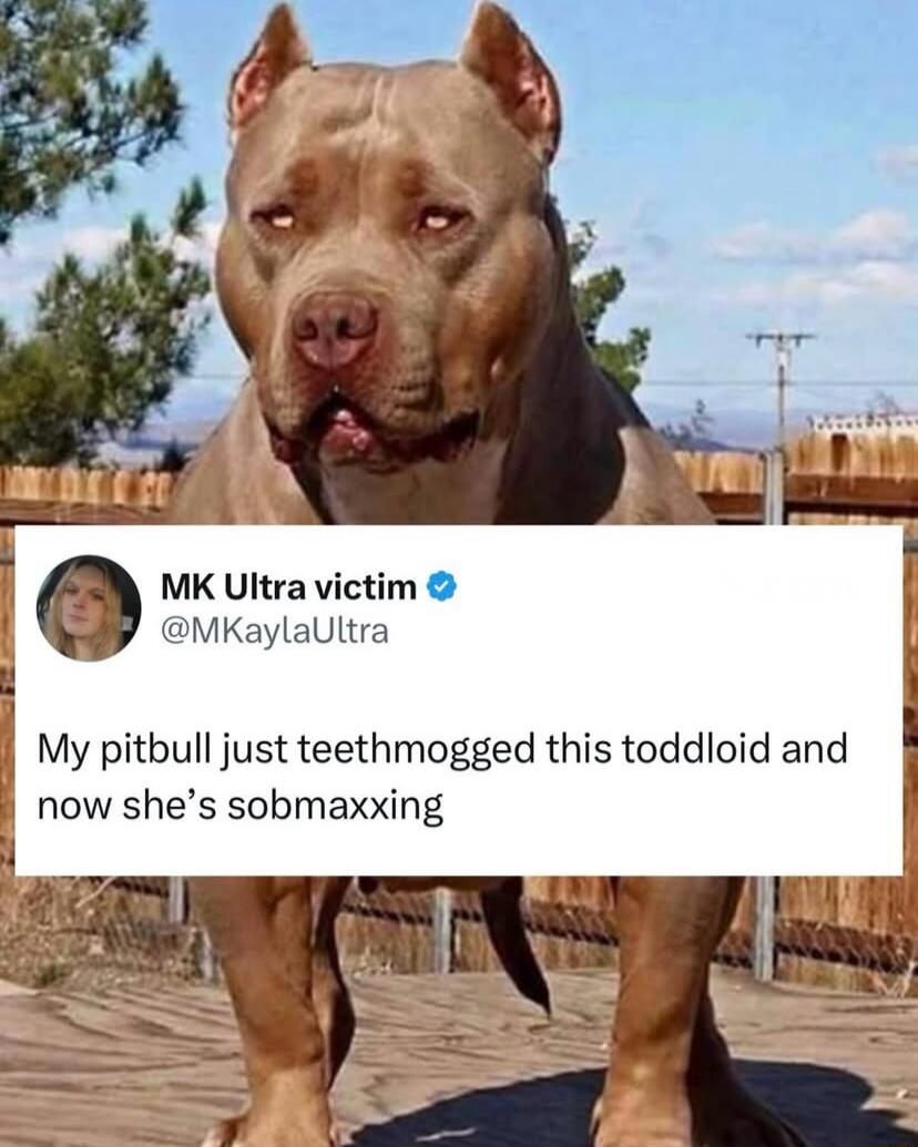 My pitbull just teethmogged this toddloids and now she’s sobmaxing
