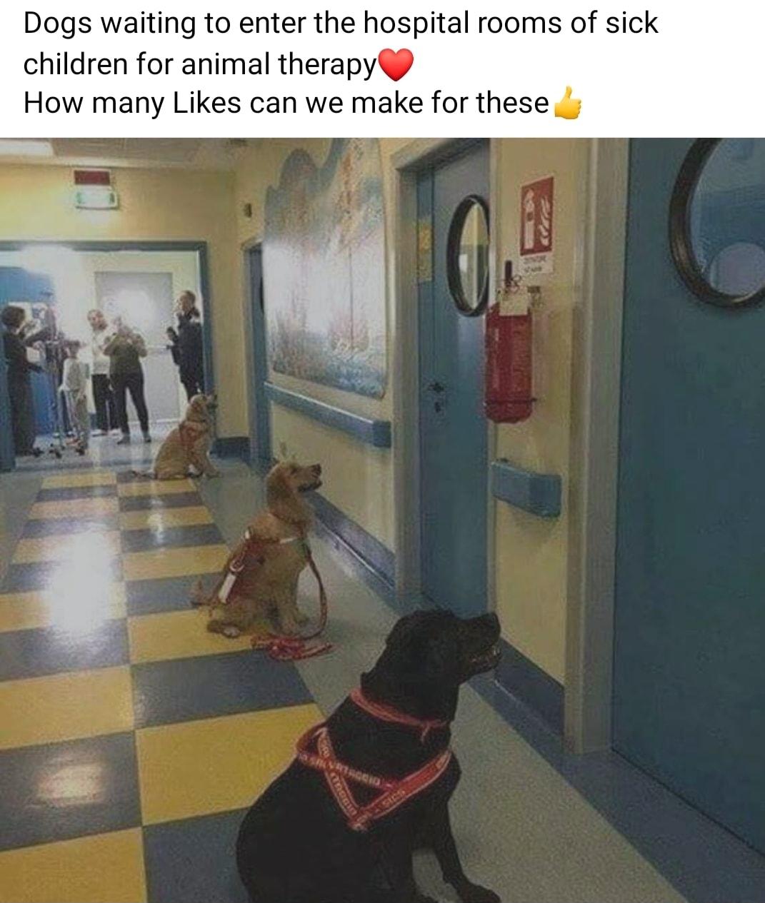 Dogs waiting to enter the hospital rooms of sick children for animal therapy How many Likes can we make for these