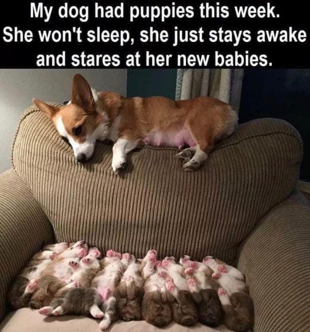 LR GO IGEG R JIEERGTERTTET S B RV R T R CR TR S EVEETELC and stares at her new babies e