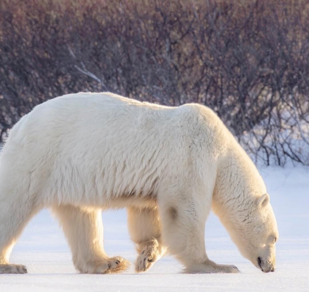 Session ID: 1008704.