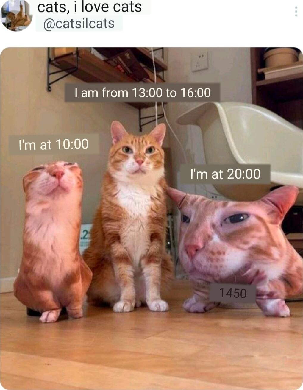 cats i love cats catsilcats am from 1300 to 1600 Im at 1000 Im at 2000 Sy 2 a