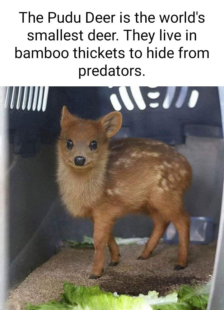 The Pudu Deer is the worlds smallest deer They live in bamboo thickets to hide from predators