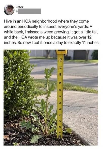 I live in an HOA neighborhood where they come around periodically to inspect everyone's yards. A while back, I missed a weed growing. It got a little tall, and the HOA wrote me up because it was over 12 inches. So now I cut it once a day to exactly 11 inches.