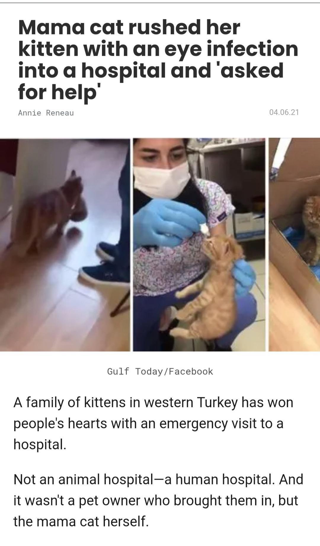 Mama cat rushed her kitten with an eye infection into a hospital and asked for help Annie Reneau 040621 Gulf TodayFacebook A family of kittens in western Turkey has won peoples hearts with an emergency visit to a hospital Not an animal hospitala human hospital And it wasnt a pet owner who brought them in but the mama cat herself