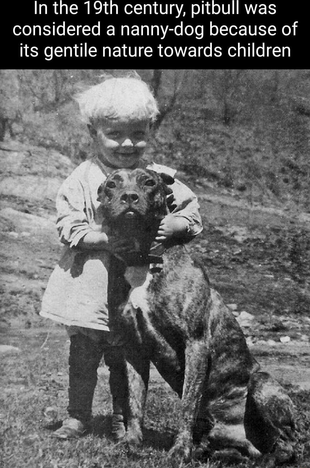 In the 19th century pitbull was considered a nanny dog because of its gentile nature towards children