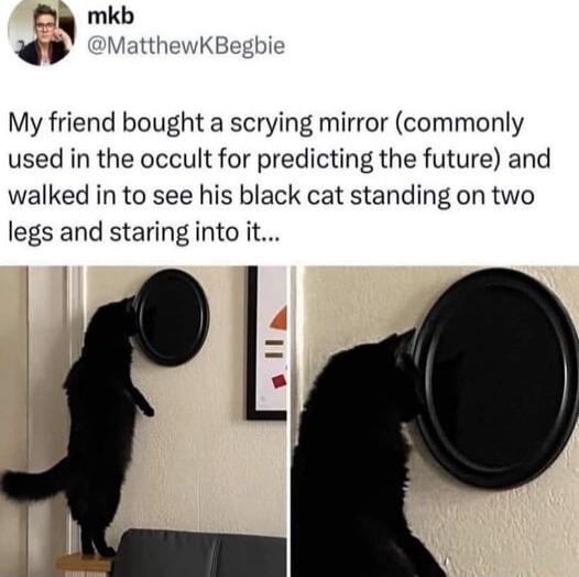 mkb My friend bought a scrying mirror commonly used in the occult for predicting the future and walked in to see his black cat standing on two legs and staring into it
