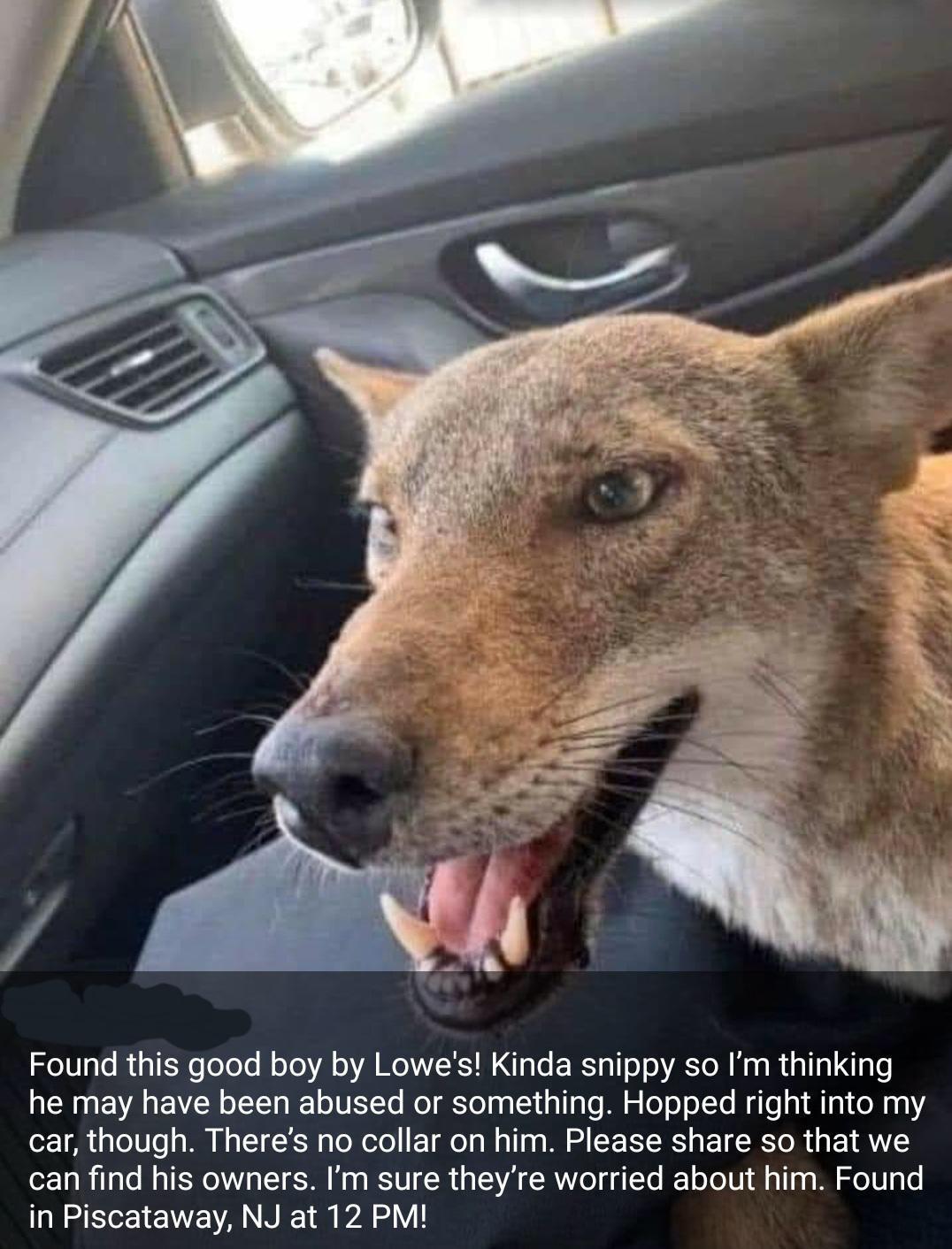 Zo10aTe 1 oTee o o A oA MeAIRIW o o R o o AT M Kna a1 1a Nlgls NN VA EVER oL I o TUETe Mol TolnateinalTaTe M g o o oLTe MyTo s a1 o M1 0 car though Theres no collar on him Please share so that we can find his owners Im sure theyre worried about him Found N ST 1 VA N WA 1 A Y