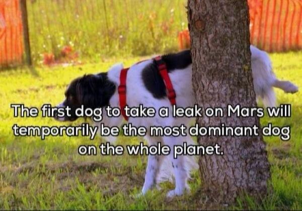 il Bihelfirst dog t takelalleal temponarnilylbe G ontheWHole plane el