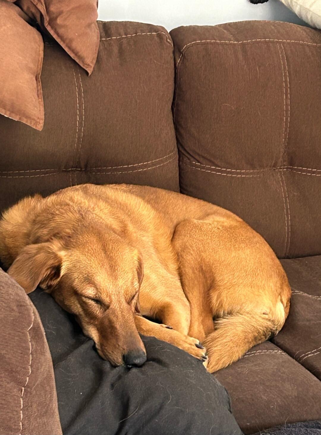 A small brown dog sleeping on a brown couch.