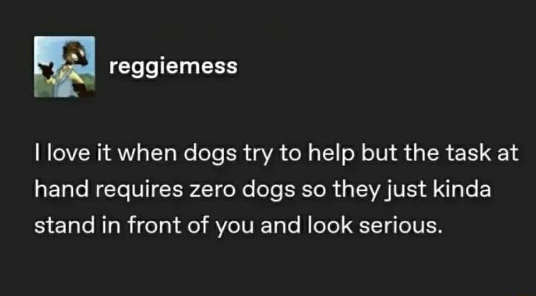 m reggiemess I love it when dogs try to help but the task at ET G R M CER T R T ERTR G VAV A N Te EY stand in front of you and look serious