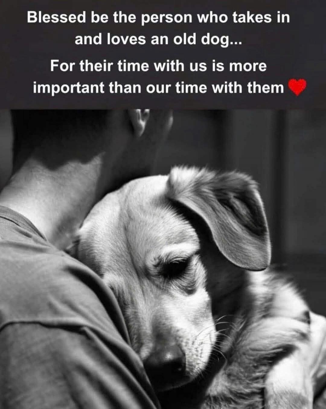 Blessed be the person who takes in and loves an old dog... For their time with us is more important than our time with them ❤️