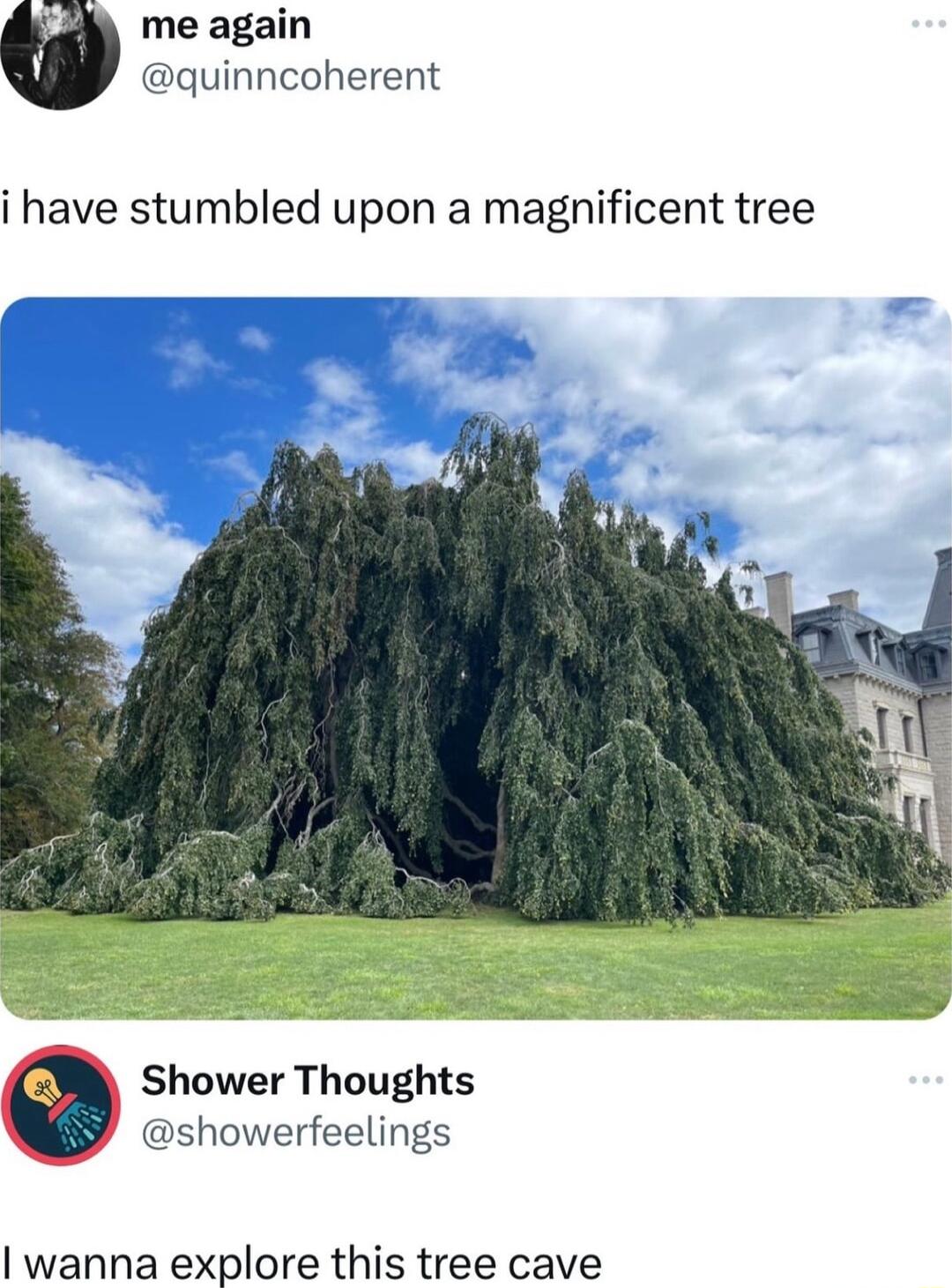 me again quinncoherent i have stumbled upon a magnificent tree Shower Thoughts showerfeelings wanna explore this tree cave