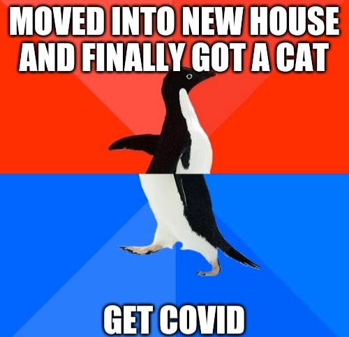 MOVEDINTO NEW HOUSE AND FINALLY GOTA CAT H 3 fH11 1