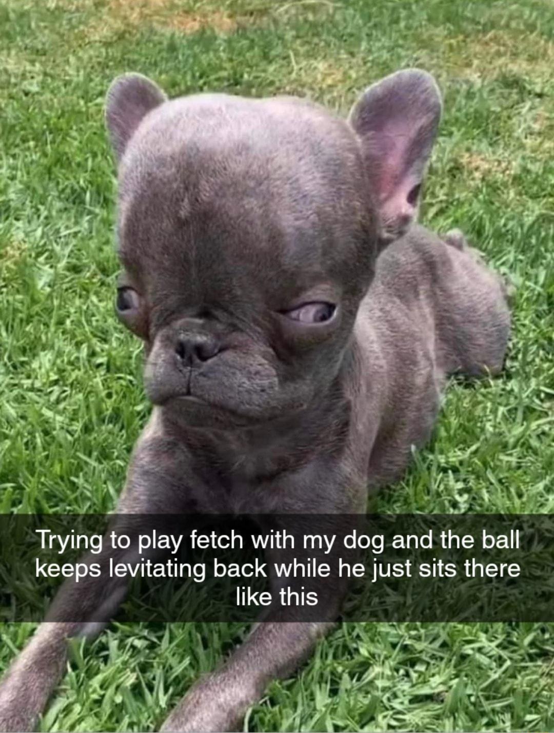 0y A Trying to play fetch with my dog and the ball keeps levitating back while he just sits there ICR IS